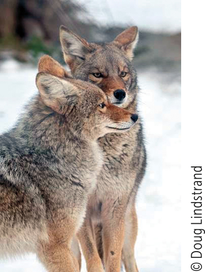 The Alaska Wildlife Conservation Center (AWWC) announced its resident coyotes have moved into their new enclosure and are on display to the public.