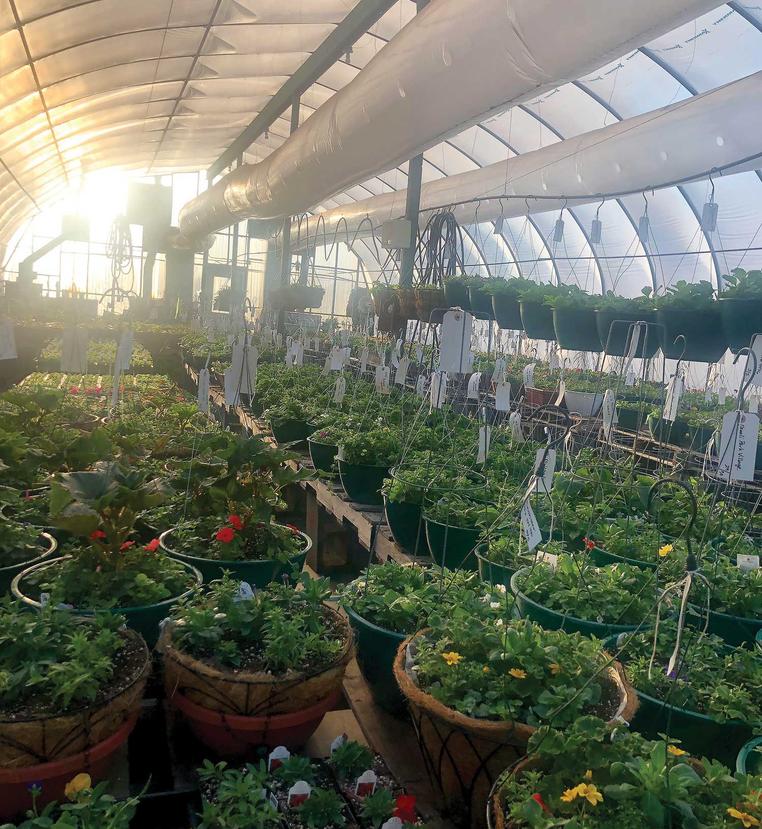 Plant Kingdom Greenhouse & Nursery