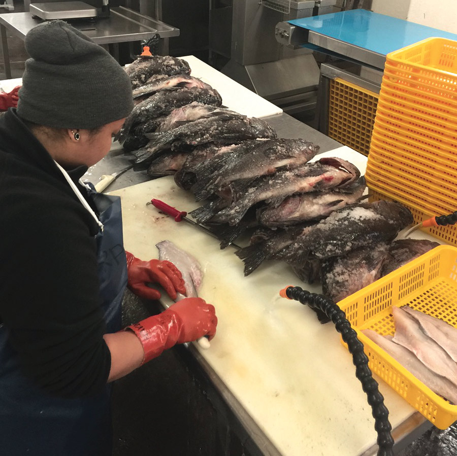 Rockfish being filleted