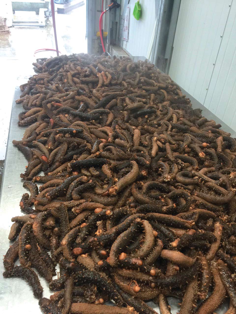 Sea cucumbers are one of the less-known species processed in Kodiak. Sea cucumbers are one of the less-known species processed