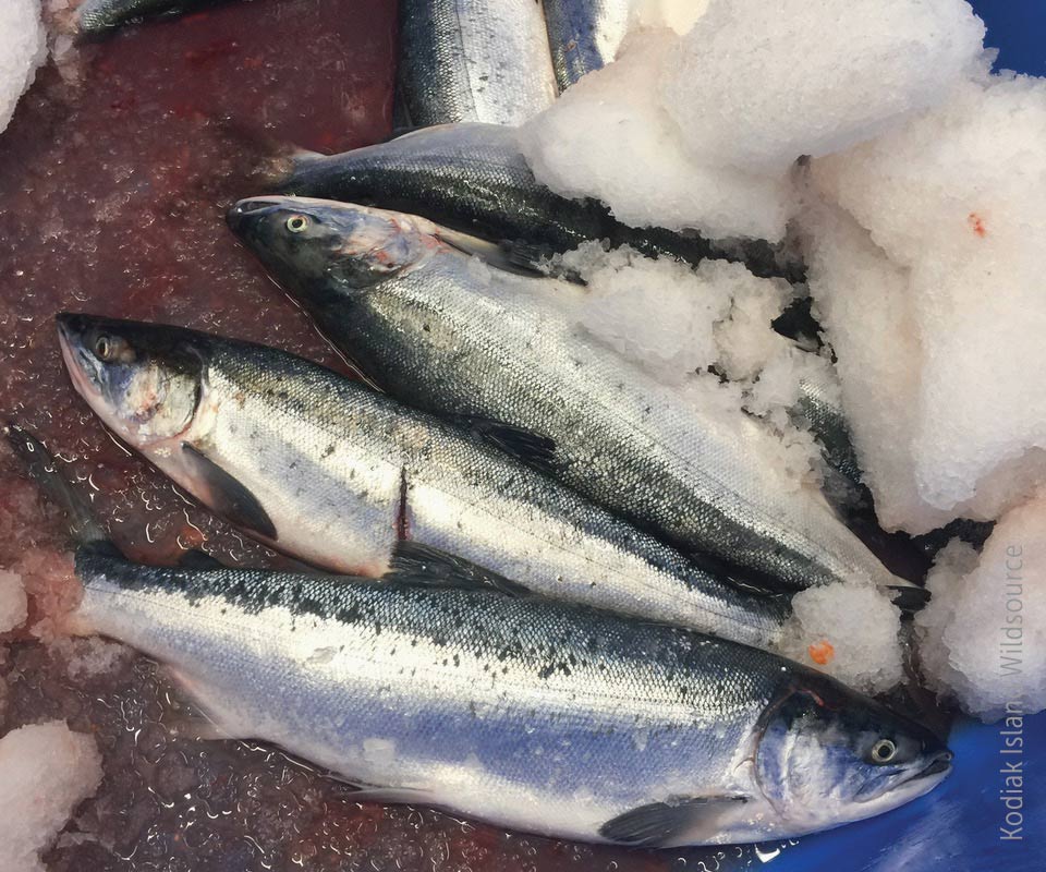 Processed fish on ice Processed fish on ice in Alaska