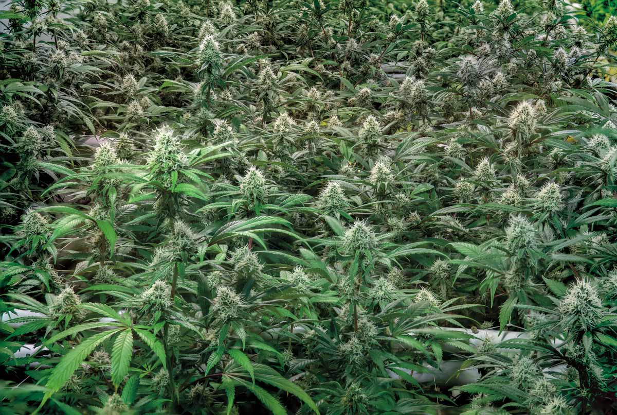 multiple marijuana plants