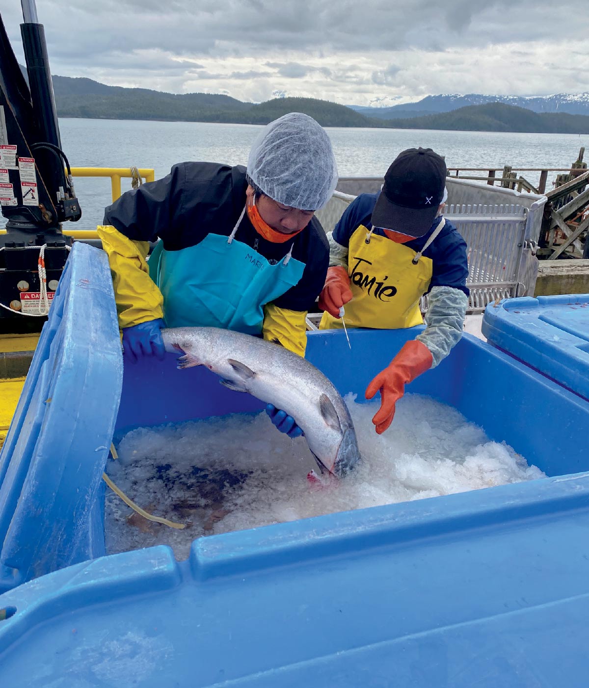 Picture of men unloading salmon