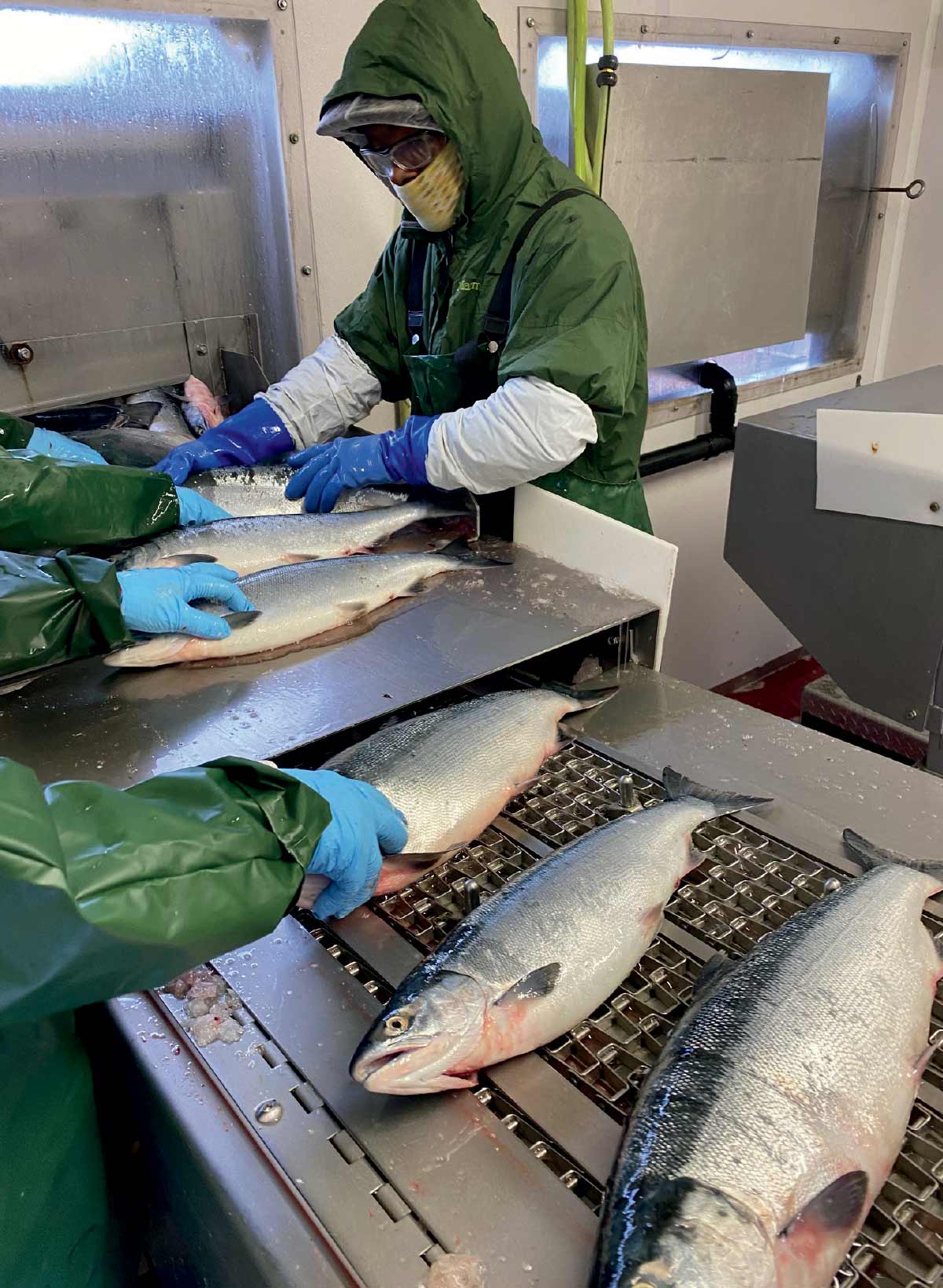 Image of Sockeye salmon