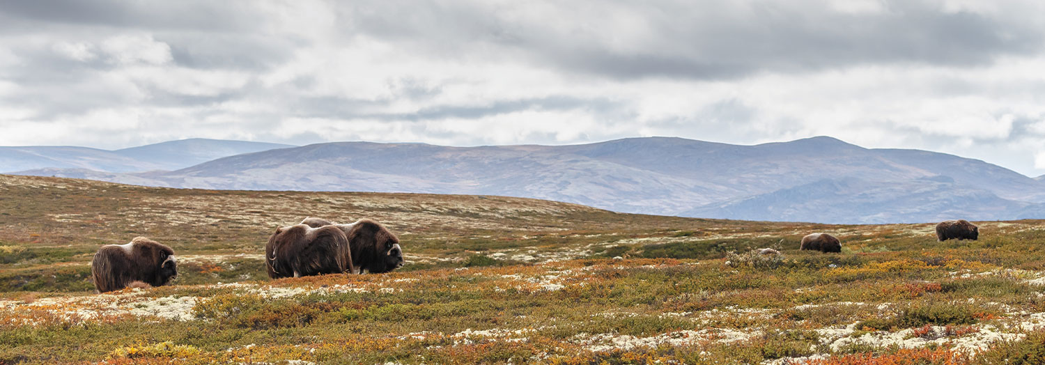 Wild buffalo in the Arctic