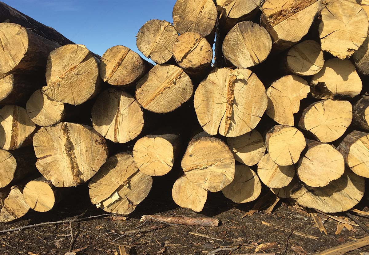 Stack of wood logs