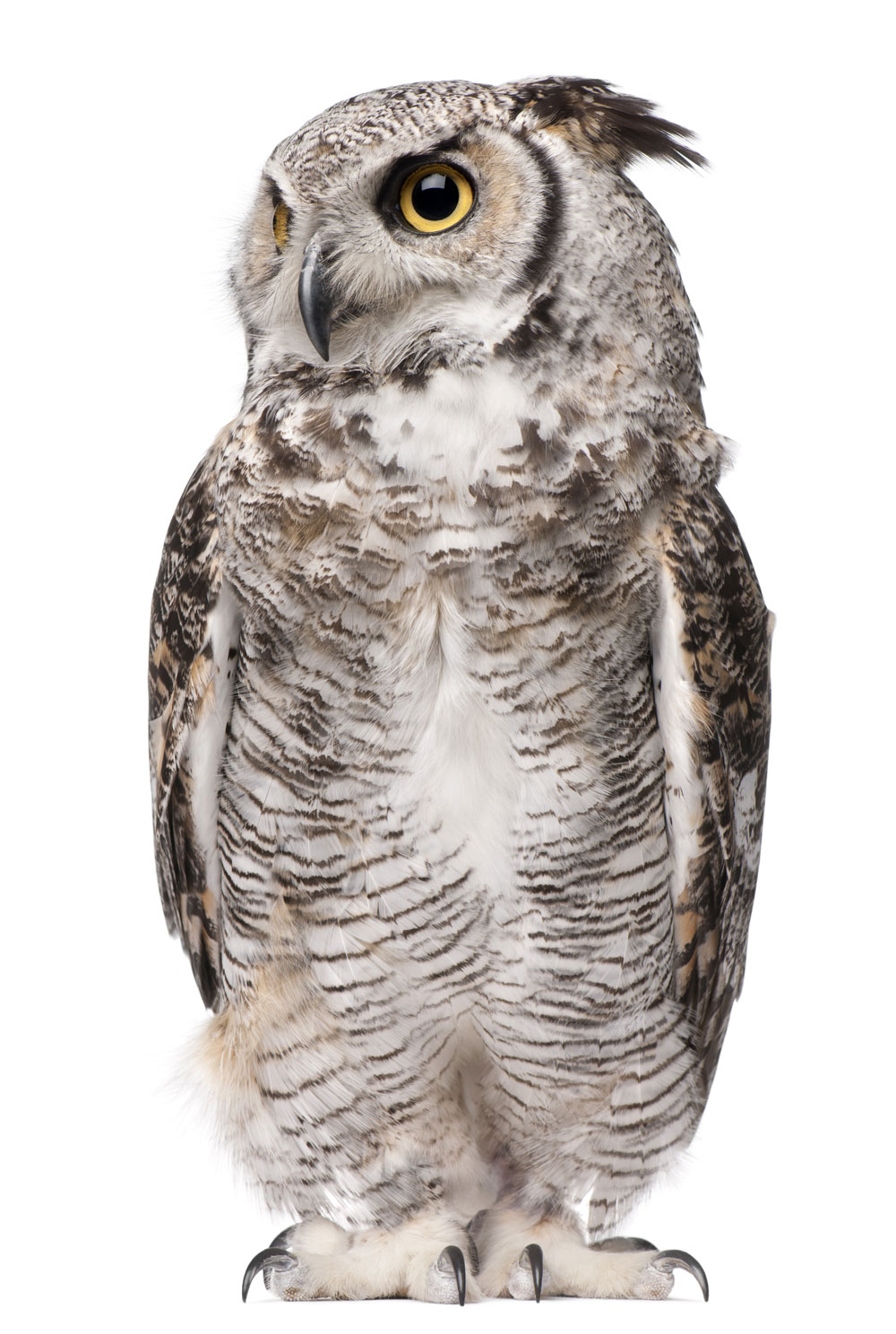 Dorsey owl