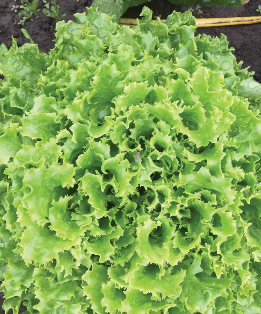 Close up image of lettuce