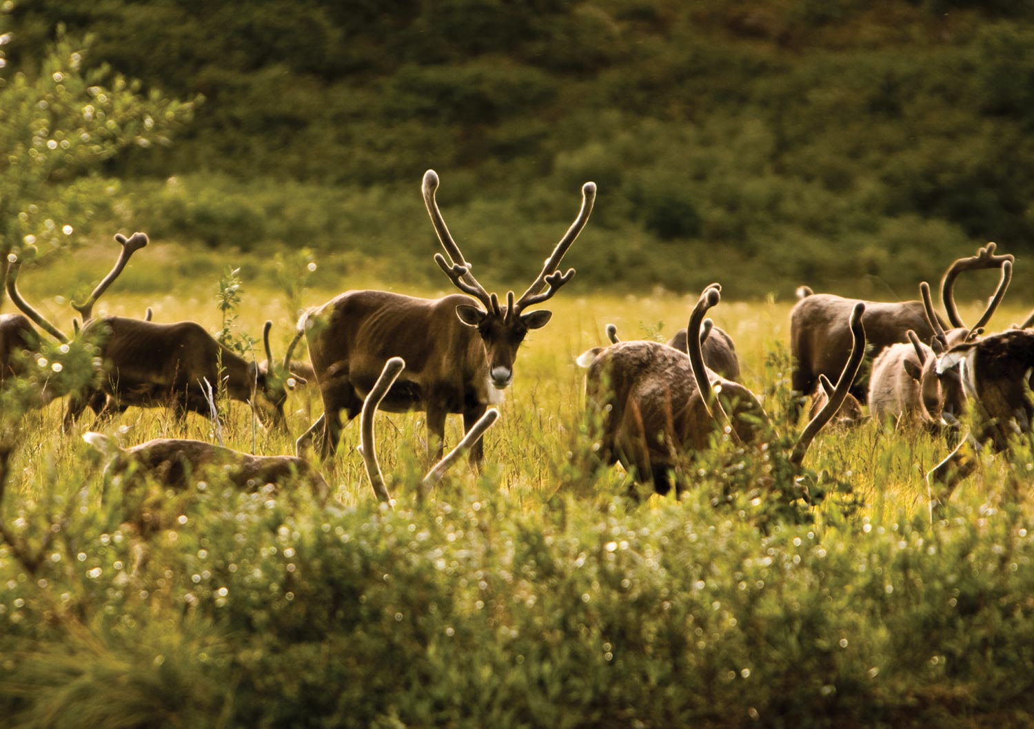Porcupine Caribou herd’s calving grounds view of herd of Porcupine Caribou