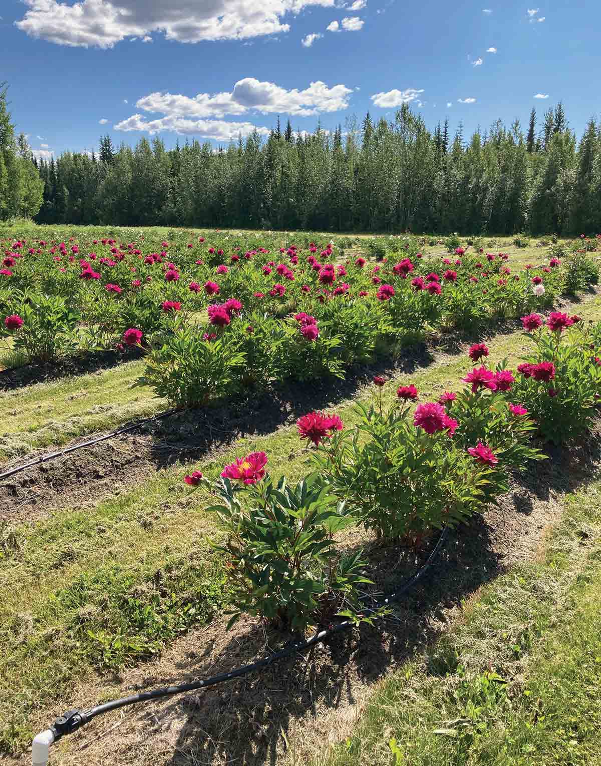 North Pole Peonies was founded by Ron and Marji Illingworth in 2003 and is located 15 miles outside North Pole.