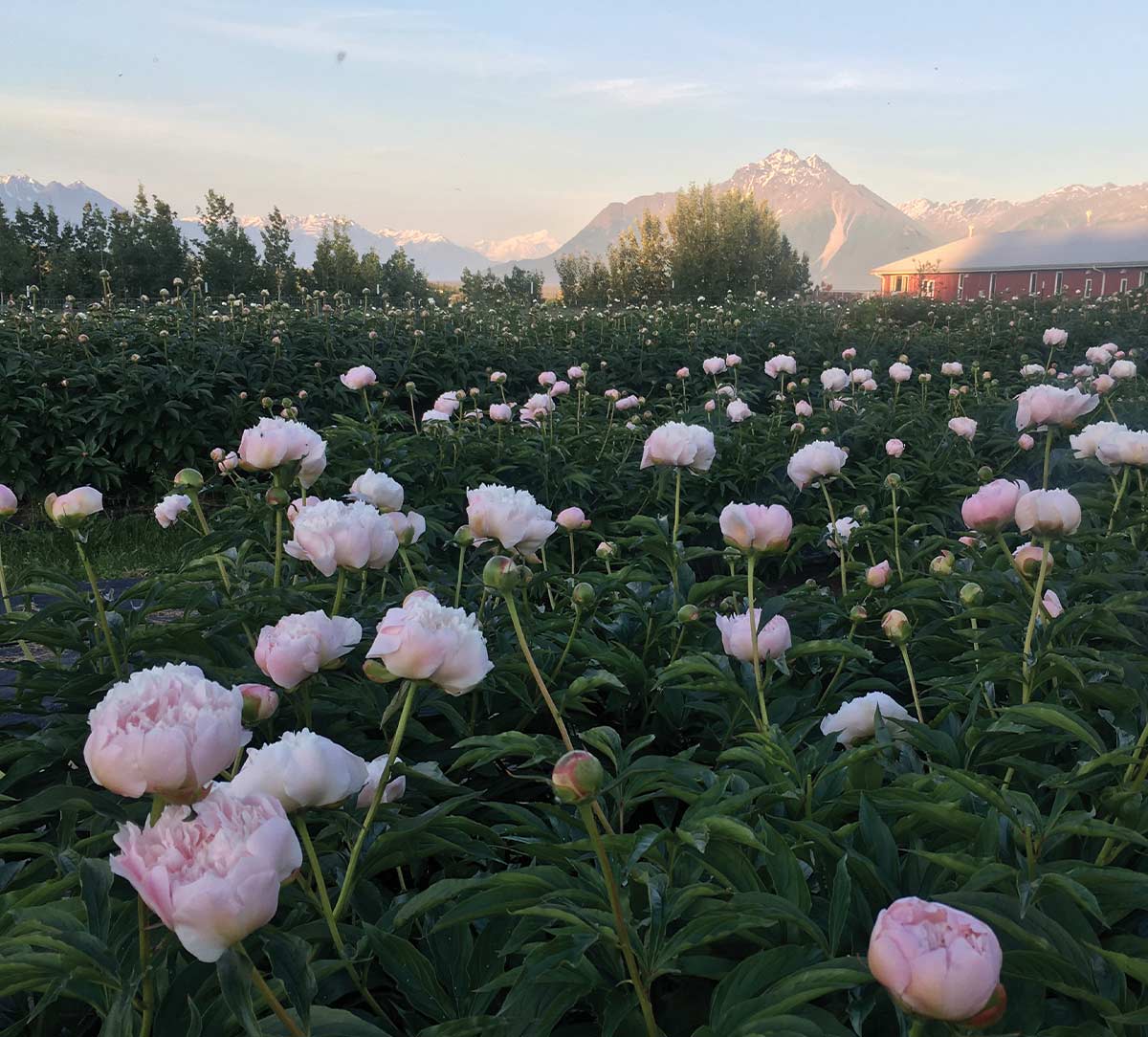 A field of pink peonies