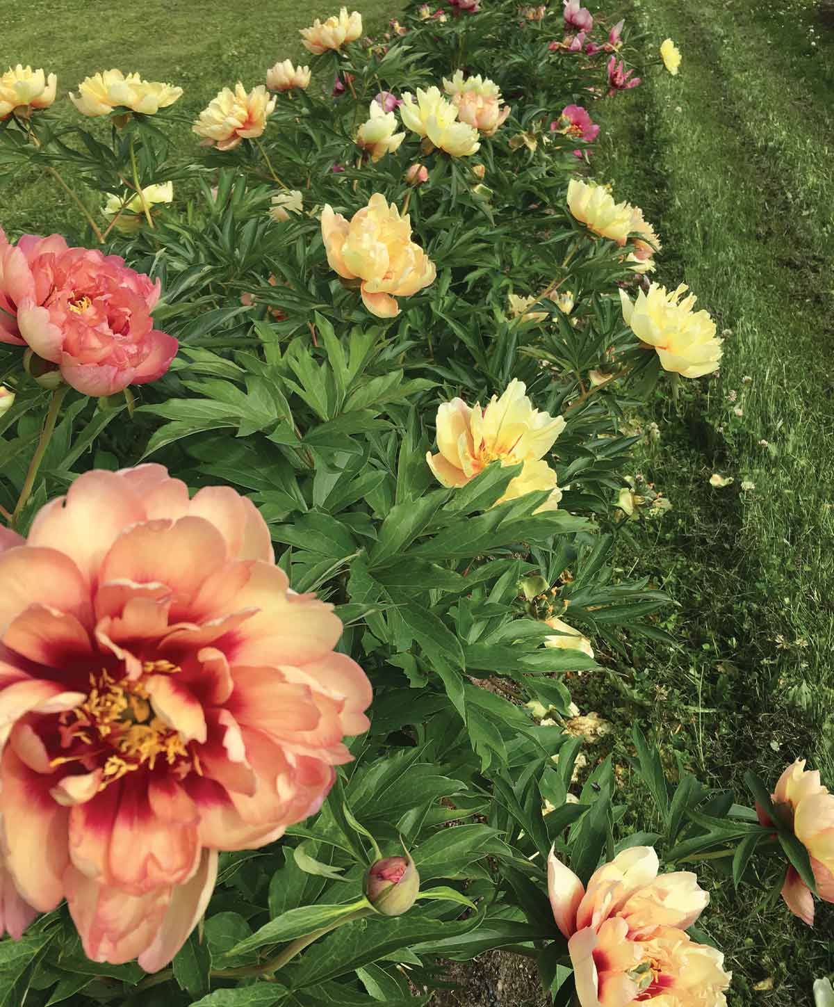 orange, yellow, and maroon peonies in a row