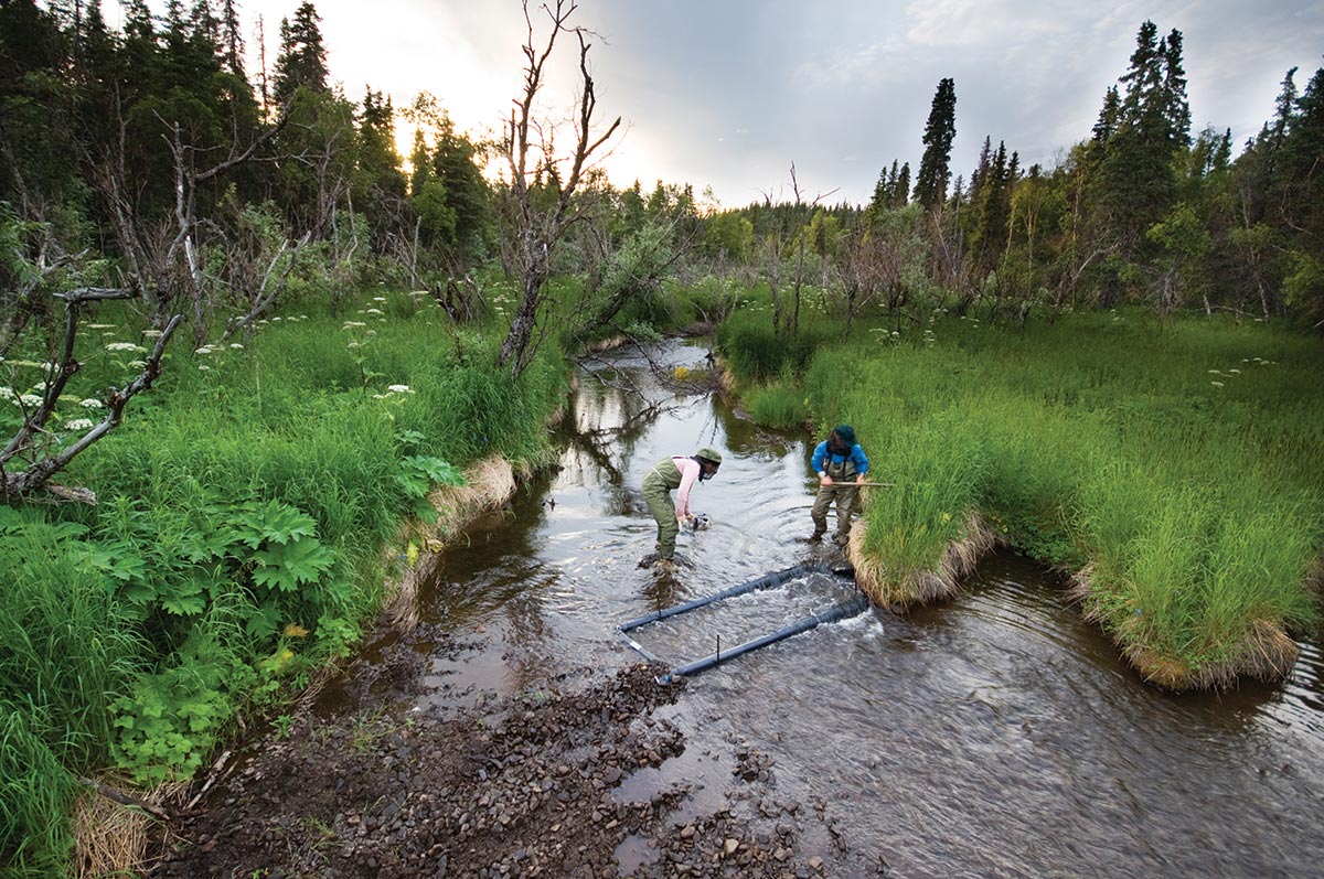 Bristol Bay Regional Seafood Development Association in the forrest a biologically and economically healthy and productive commercial fishery