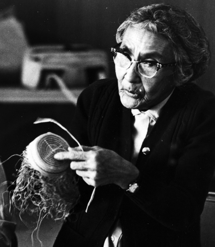 Anfesia Shapsnikoff