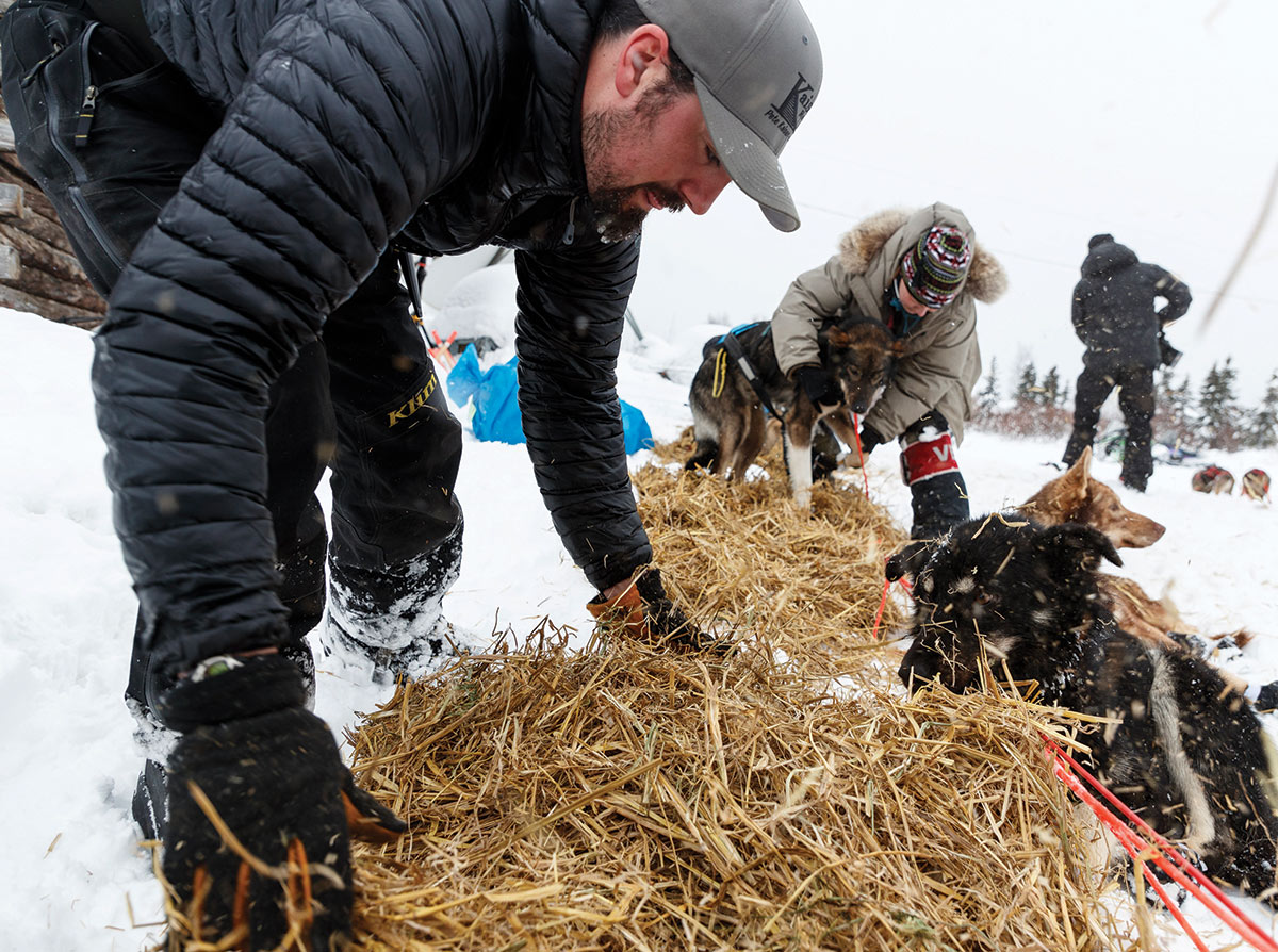 Pete Kaiser putting out straw for his dogs at the Kaltag checkpoint