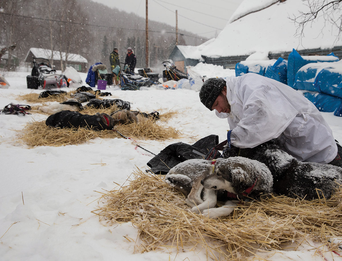 Brent Sass removing harnesses and putting jackets on his dogs at the Takotna checkpoint