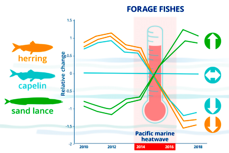 Forage Fishes Graph