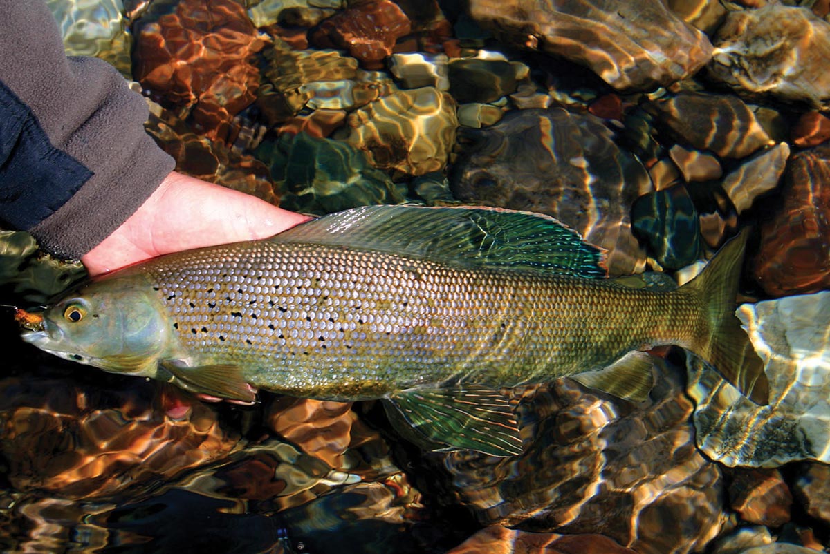 a hand holds an Arctic grayling in water, showing its profile