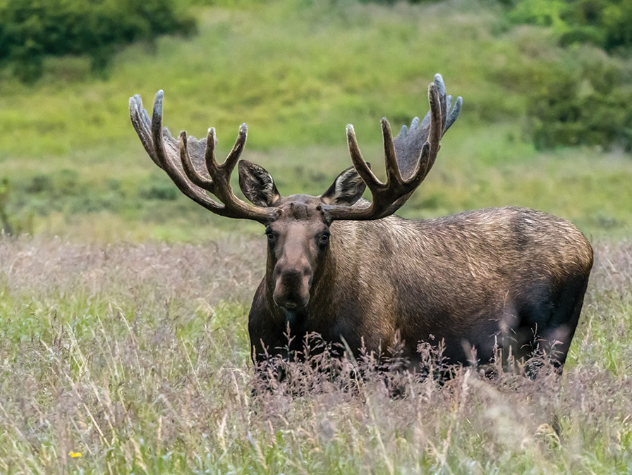 Large male moose with thick, fuzzy antlers looking at the camera and laying down in tall grasses