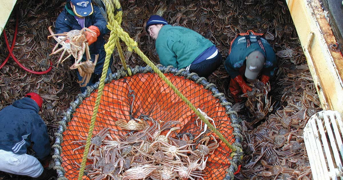 Hecla’s Greens Creek Mine, Northern Star Resources’ Pogo Mine, and Coeur’s Kensington Mine are all underground mines in Alaska Snow crab harvested in the Bering Sea being sorted for processing.