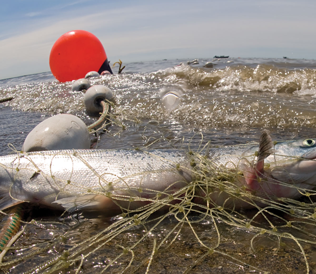 Hecla’s Greens Creek Mine, Northern Star Resources’ Pogo Mine, and Coeur’s Kensington Mine are all underground mines in Alaska A sockeye salmon caught in a set gillnet.