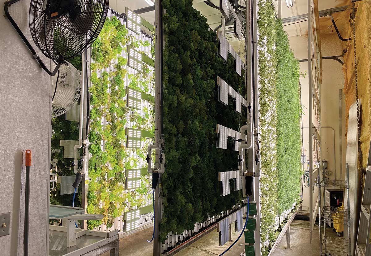 CityFarms Alaska produces a variety of greens that are sold widely in Alaska supermarkets. Owner Nik Bouman says hydroponic farming is more labor efficient compared to traditional soil farming.