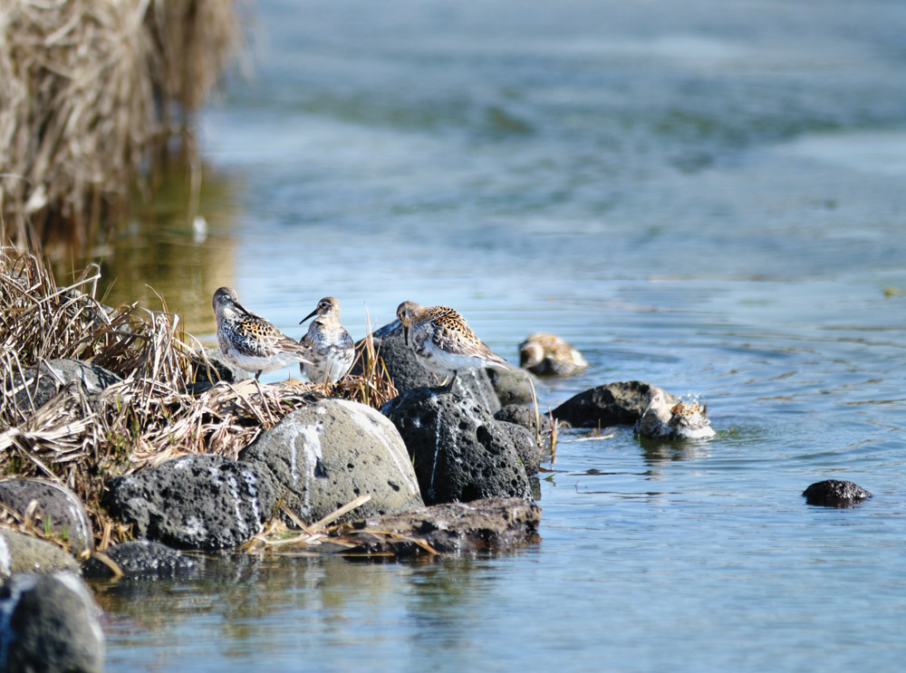 Rock sandpiper birds standing on rocks on a lake