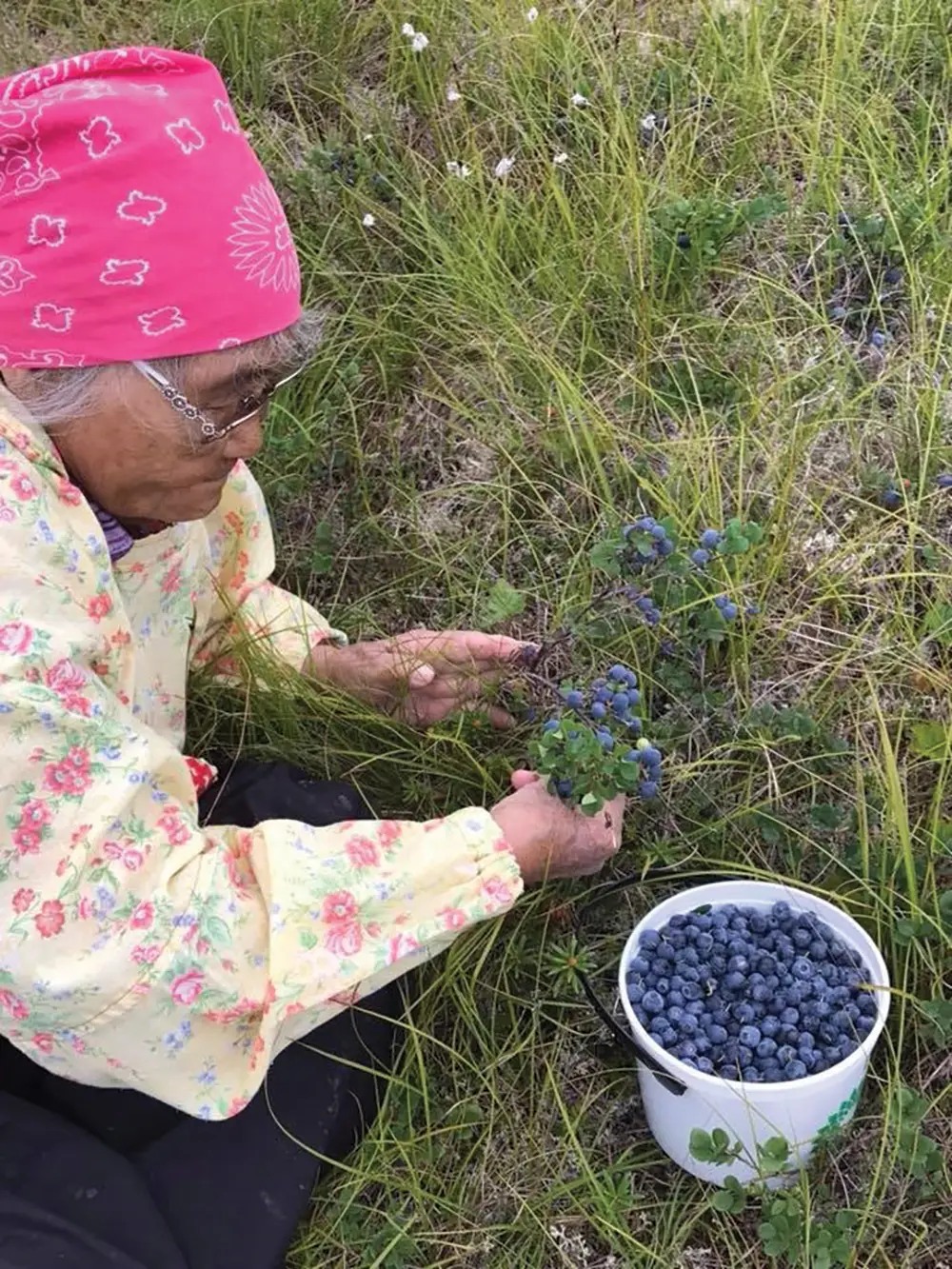 Woman picking blueberries