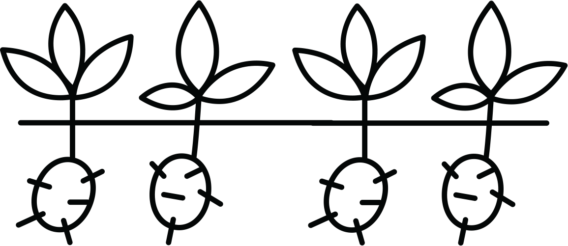 Vector drawing of potato seedlings in ground