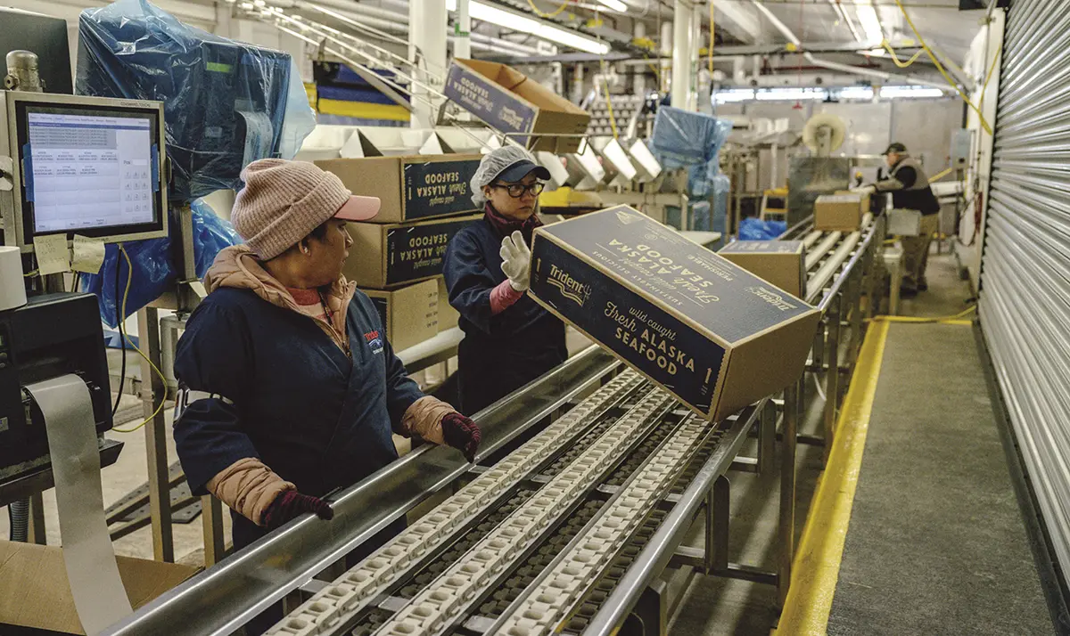 Boxes of fish move quickly down the line on a processor.