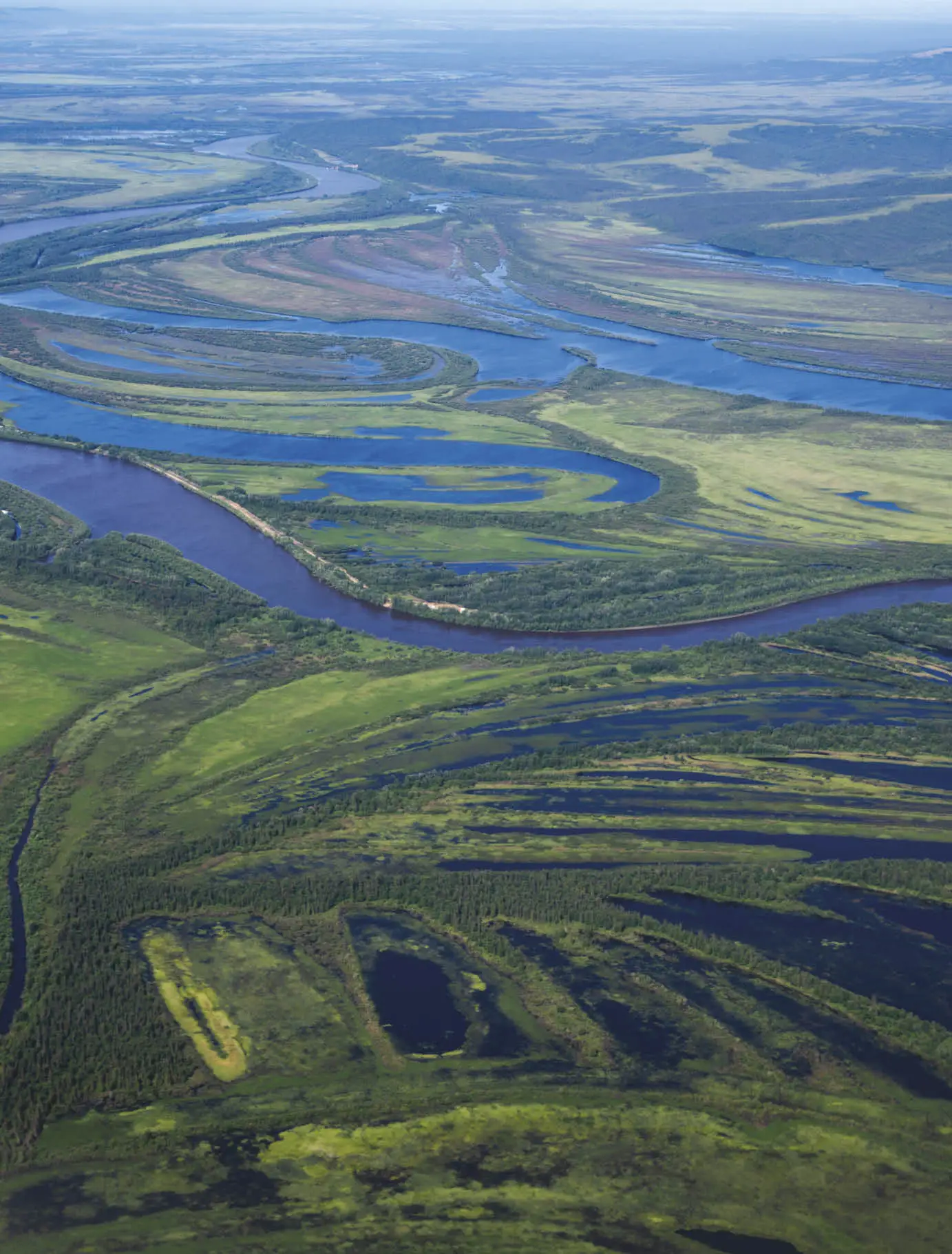 Populations of king and chum salmon that hatch and, as adults, return to spawn in the bends of the Yukon River have collapsed in recent years, even as other Alaska fisheries see record returns.