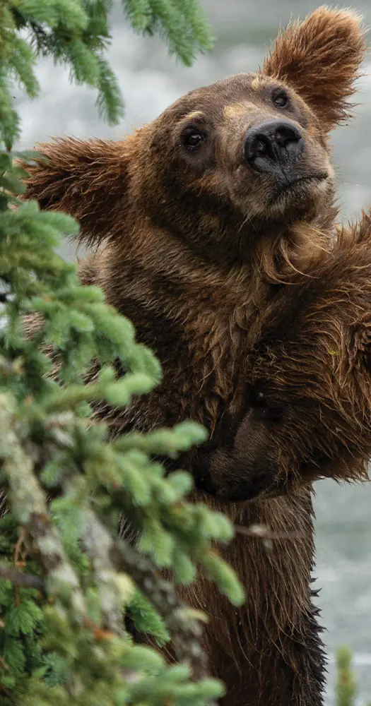 zoomed in view of a brown bear looking in the direction of the camera as another brown bear nuzzles the first bears neck