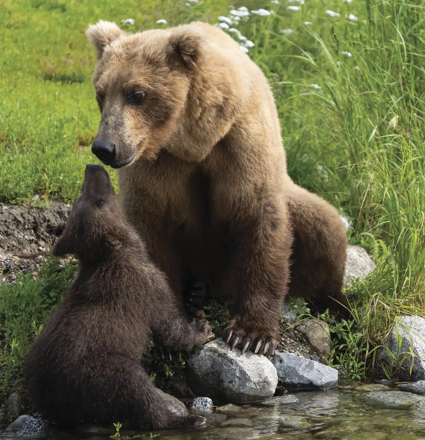 Bear 854 Divot and her cub by the water