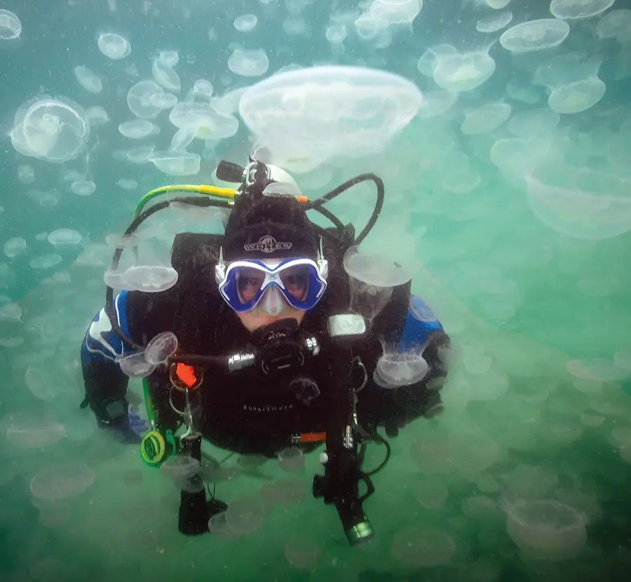 clear front view scuba diver Emily Craver as she swims through a smack of moon jellies in Port Fidalgo