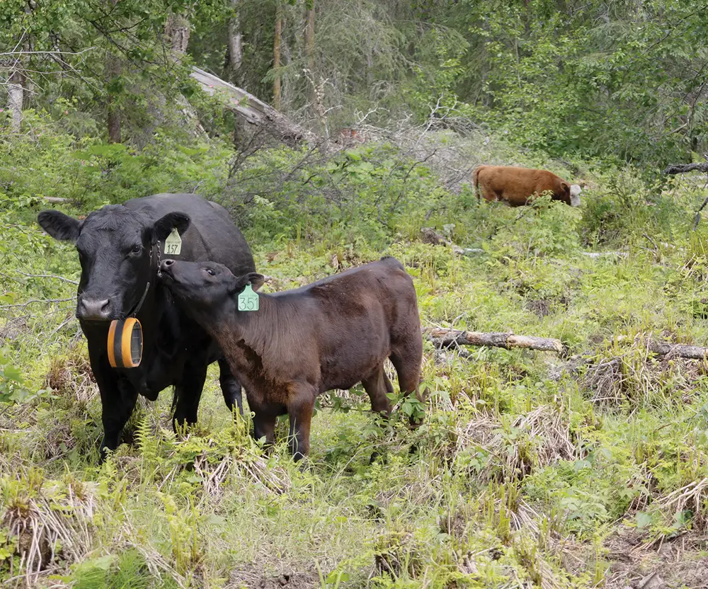 cows graze in the hilly, wooded acreage of Hungate Farms