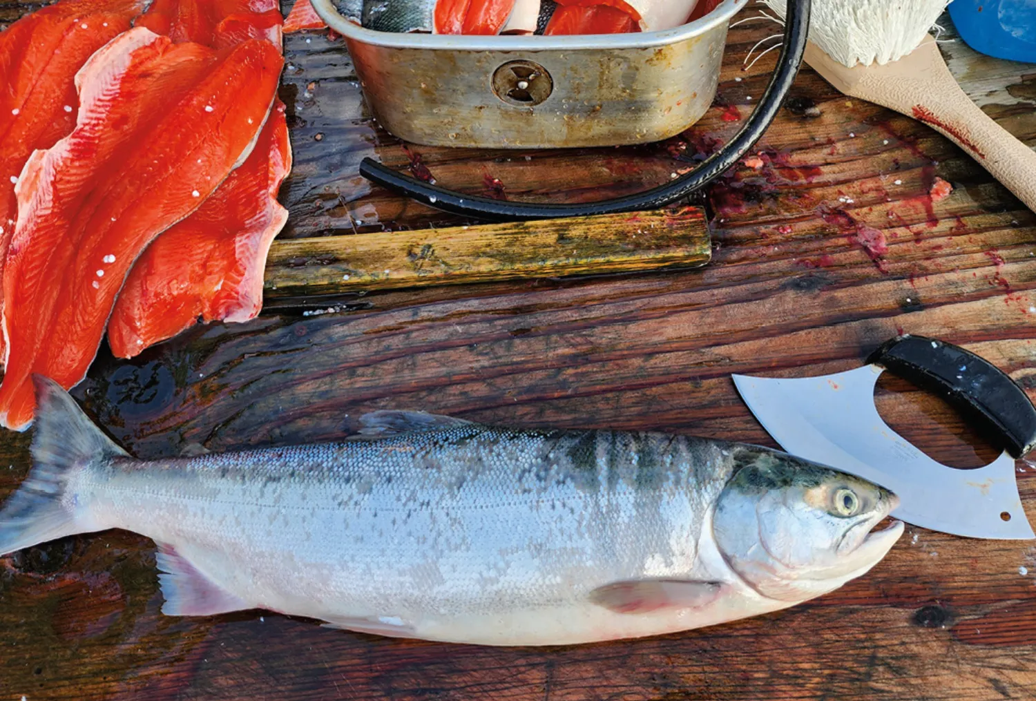 A freshly caught fish lies on a wooden surface next to bright red fish fillets and a traditional curved ulu knife, with a metal container in the background.