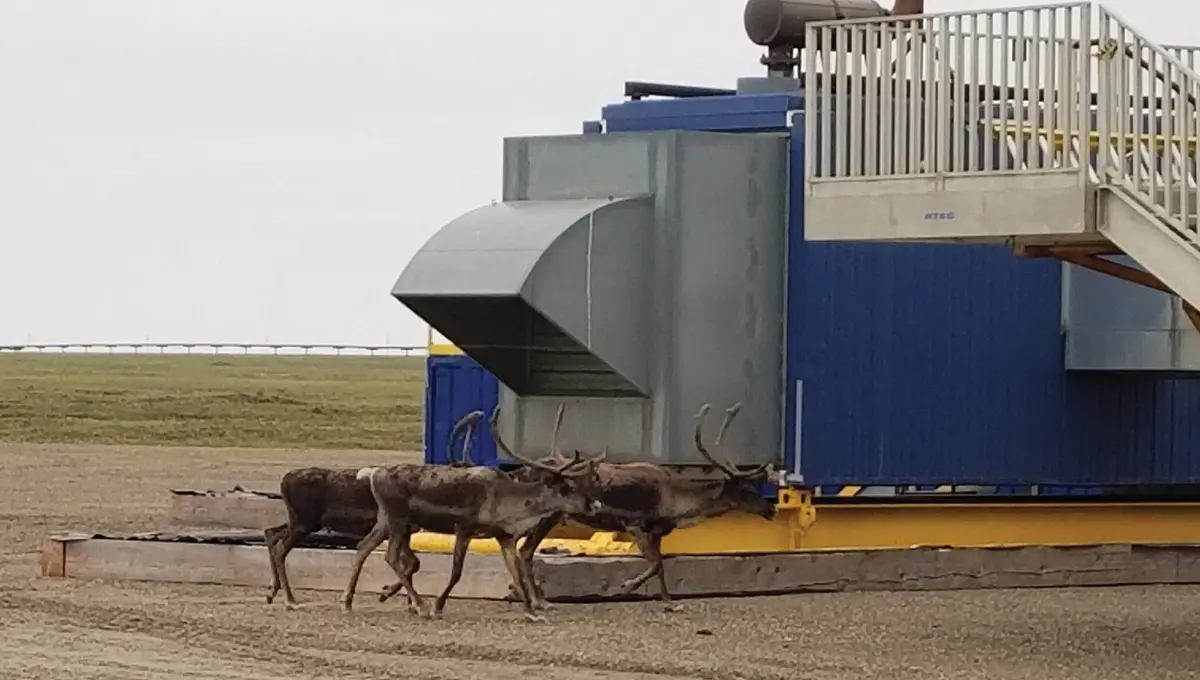 three caribou trek past a machine near the Mustang project