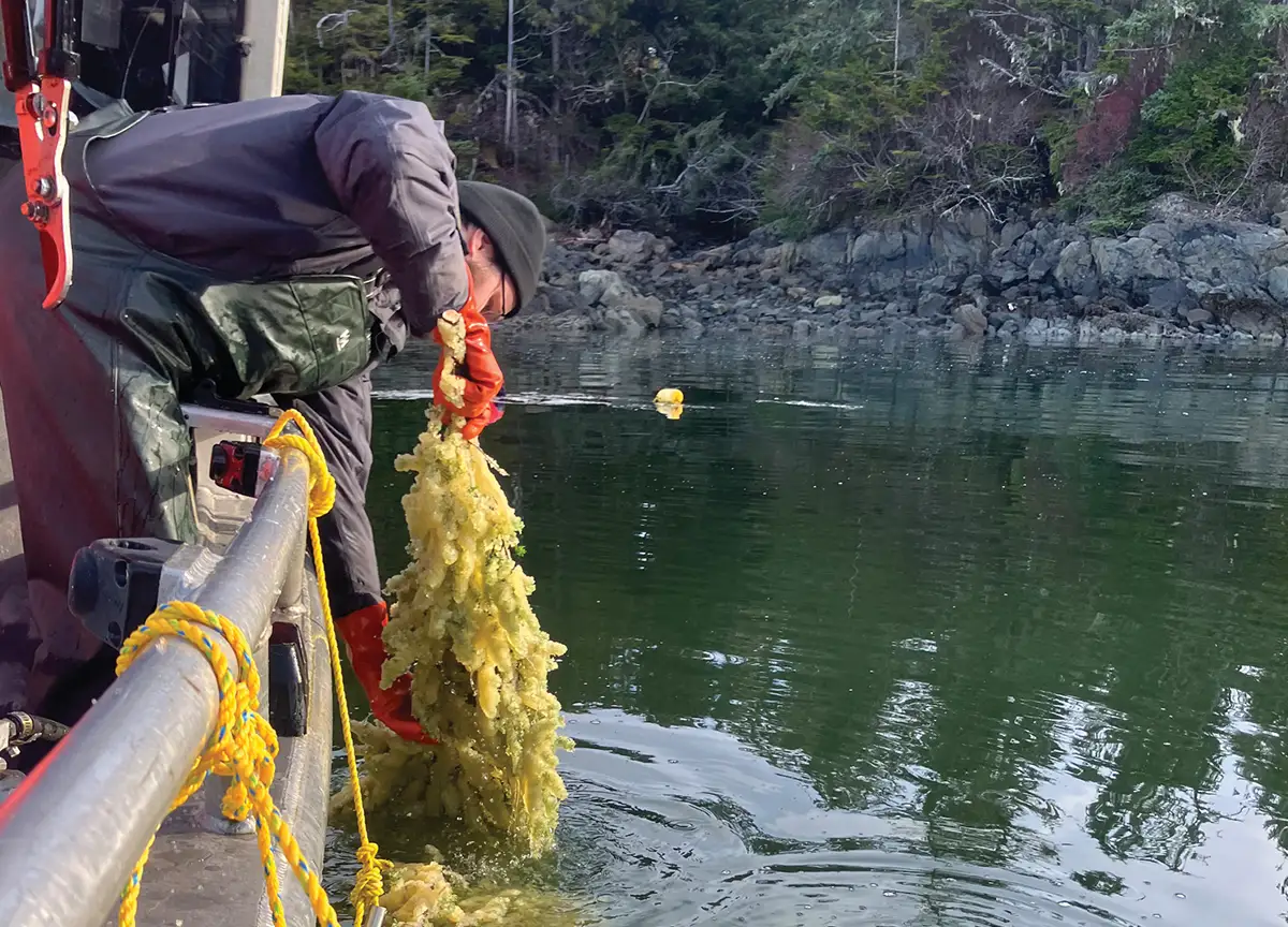 Sitka Tribal member harvesting herring eggs on hemlock branches