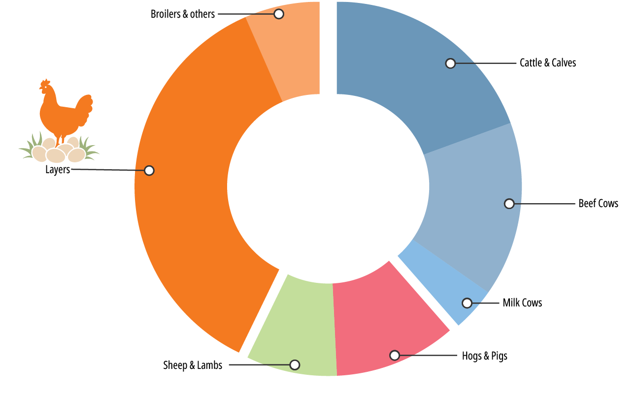 Donut chart illustrating types of livestock. Segments include Layers (chickens), Broilers & others, Cattle & Calves, Beef Cows, Milk Cows, Hogs & Pigs, and Sheep & Lambs. A chicken sitting on eggs represents the “Layers” category.