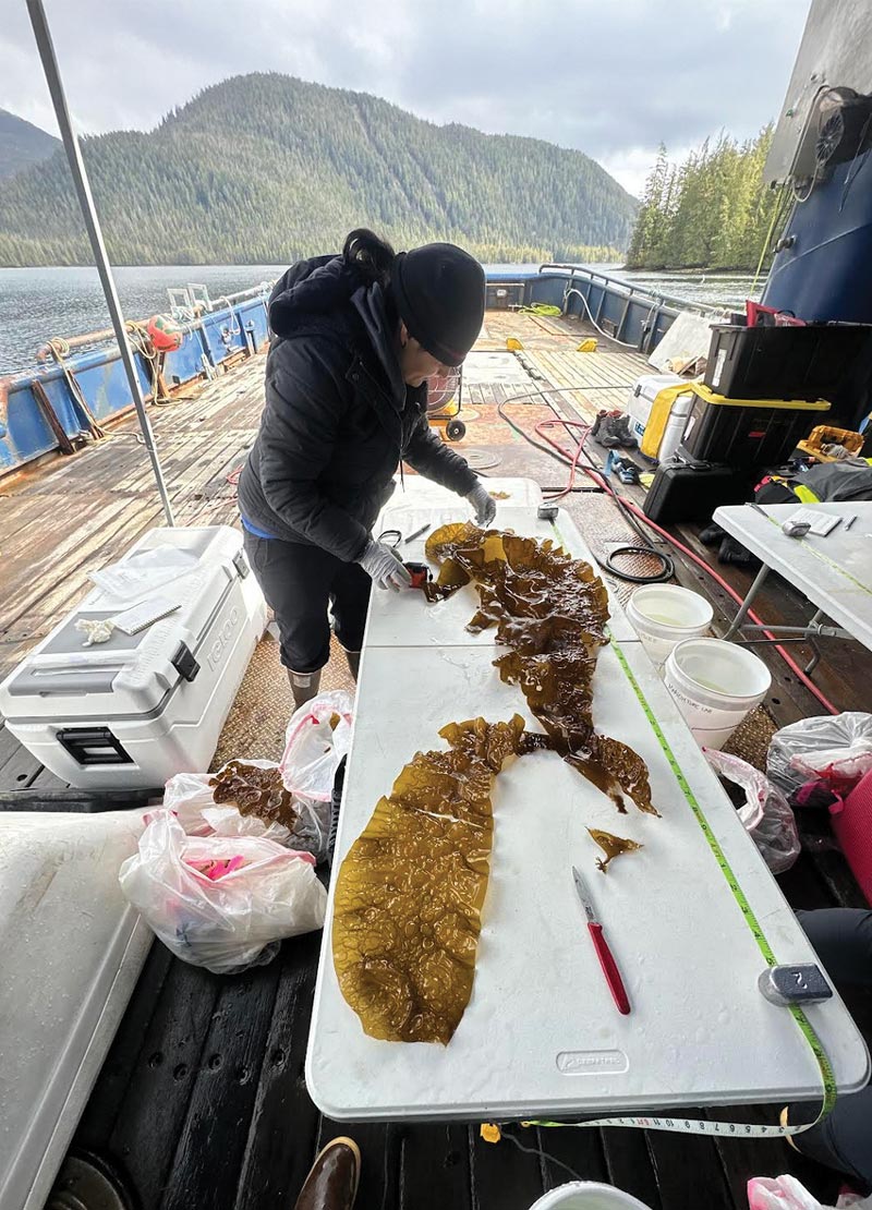 person examining seaweed laid on white folding table