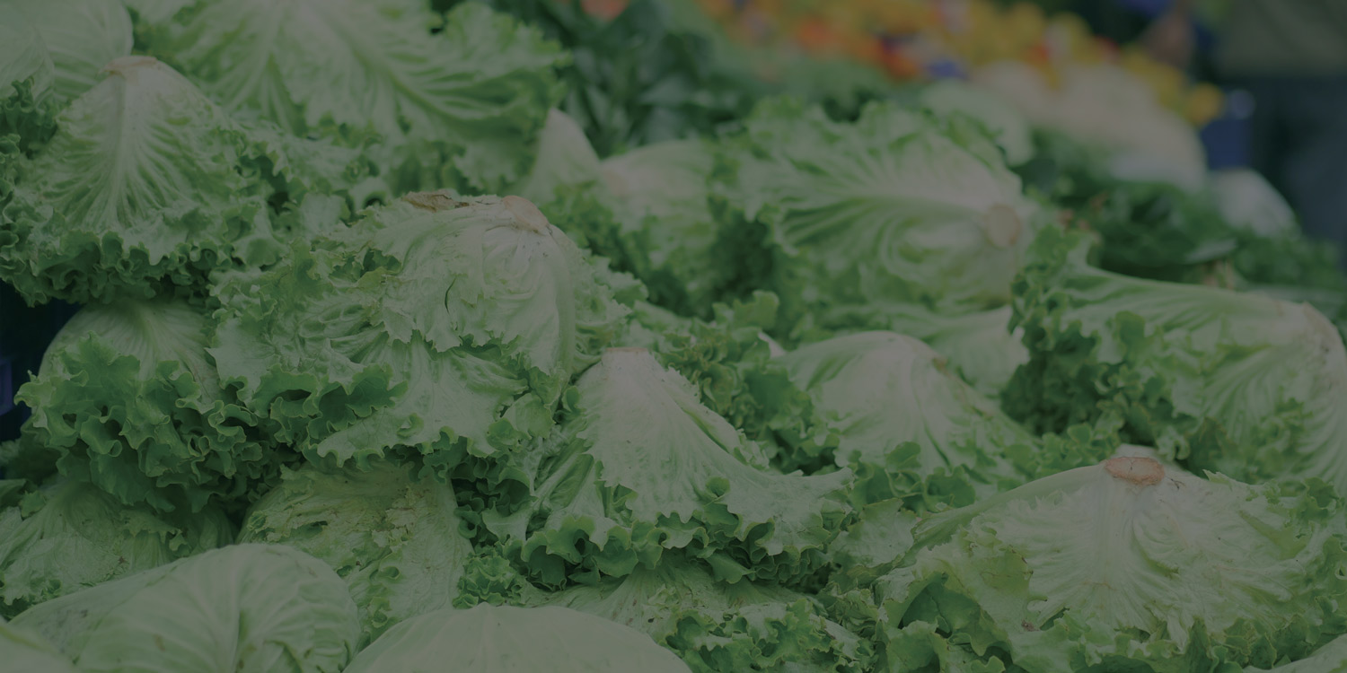 A high-angle close-up shot shows dozens of heads of iceberg lettuce piled on top of each other. 