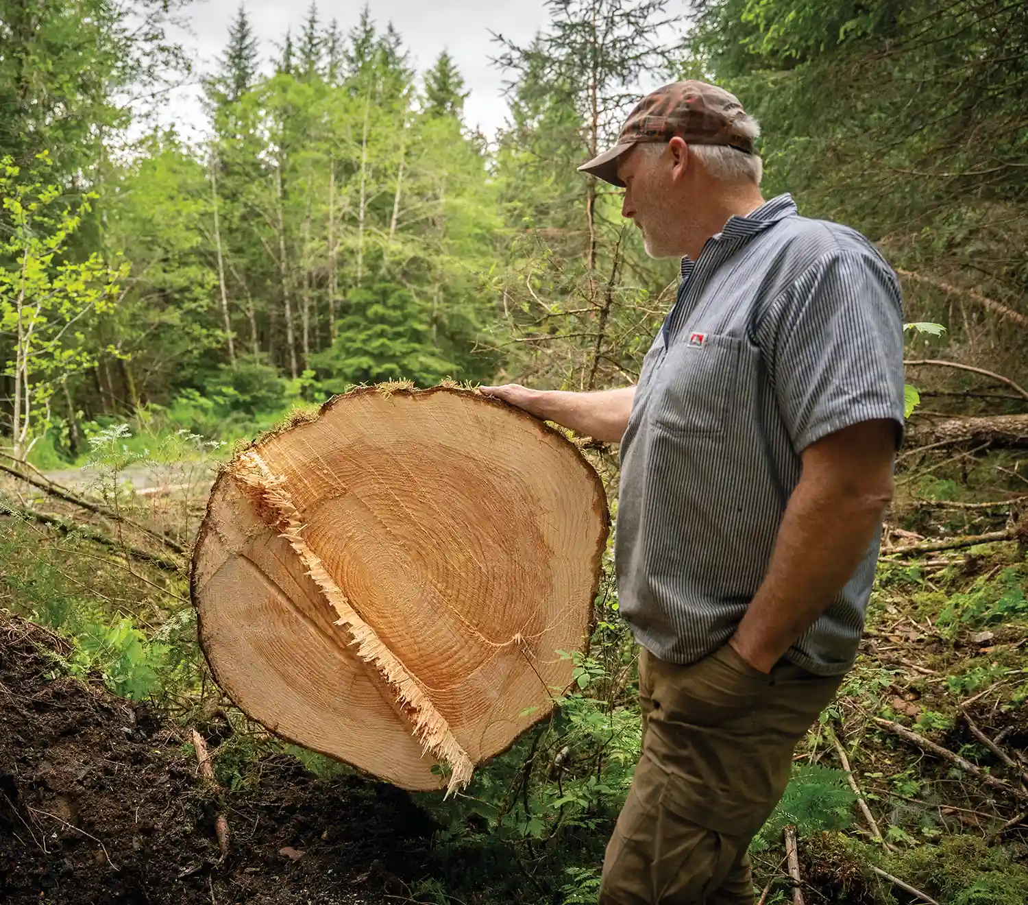 Logger or forester inspecting the annual growth rings on a large, freshly cut log cross-section in a dense forest