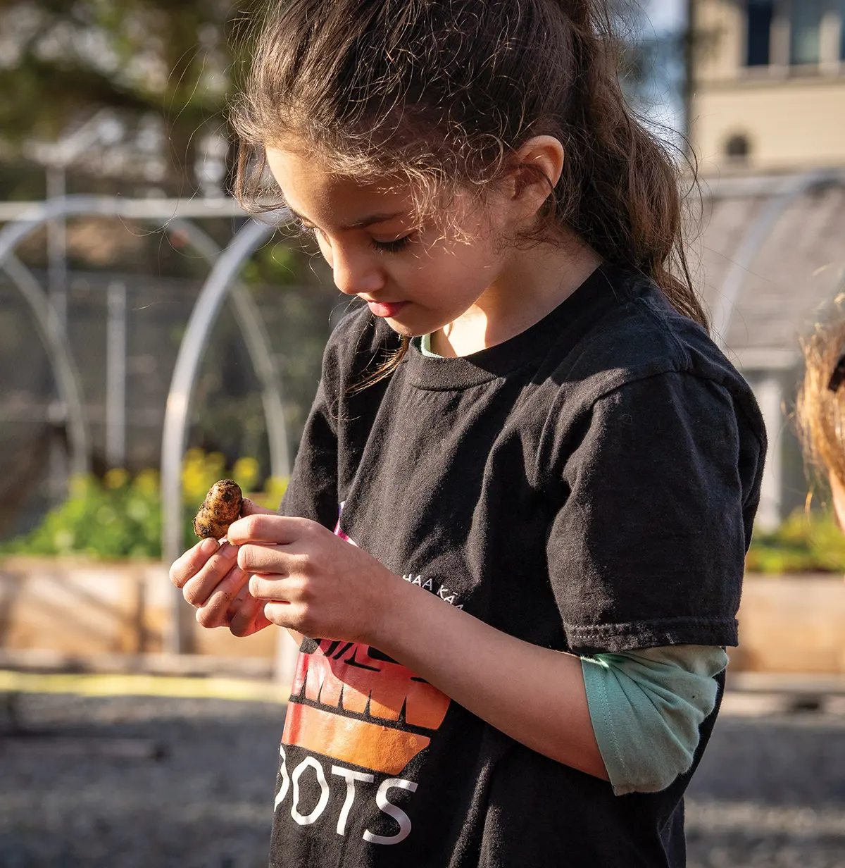 Young girl examining a small potato or seed she is holding while participating in an outdoor community garden or school program