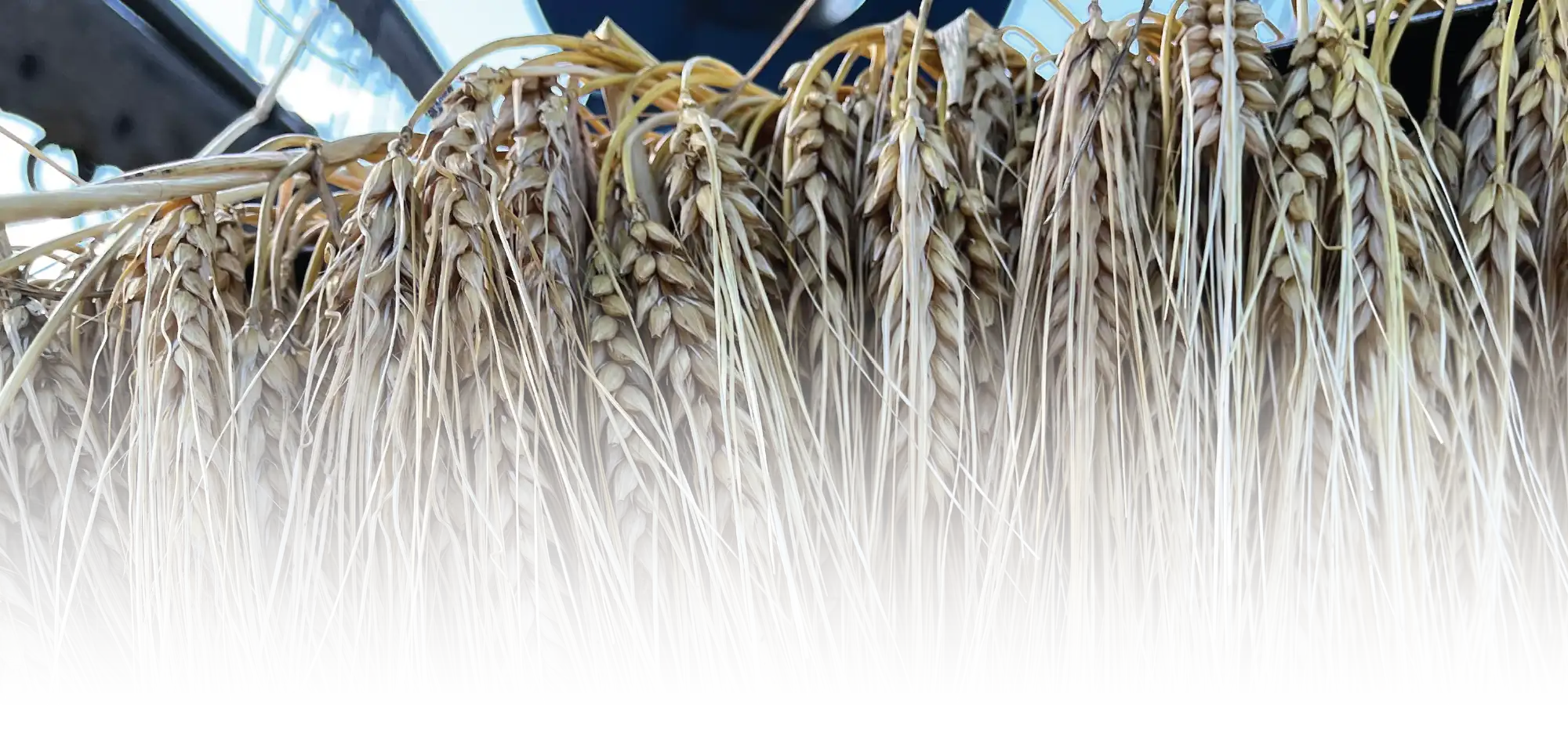 harvested wheat or similar grain stalks hanging
