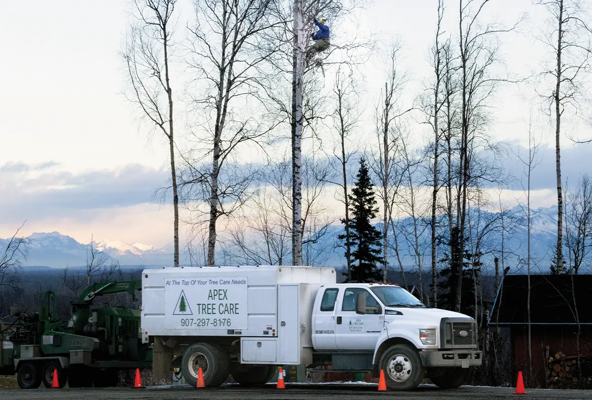 Professional arborist from Apex Tree Care climbing a tall birch tree for pruning, with a white service truck and wood chipper stationed in a mountainous Alaskan landscape
