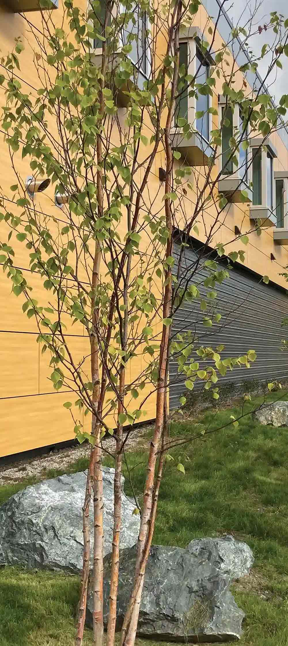 Three slender birch trees with light green leaves standing in a landscaped area with rocks in front of a modern yellow and grey building.