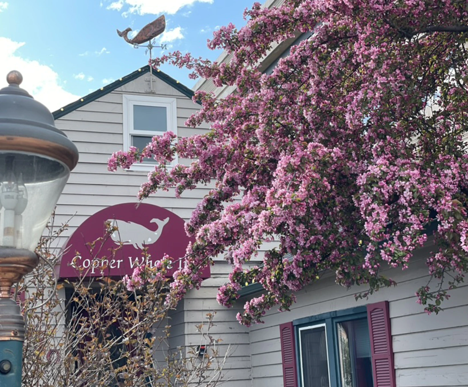 Exterior view of the Copper Whale Inn framed by blooming pink trees, showing the inn’s whale logo sign and upper windows under a blue sky.