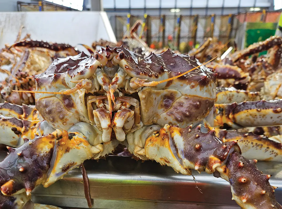 Close-up, front-facing view of an Alaskan king crab on a metal surface, showing its textured, spiny shell and mouthparts.