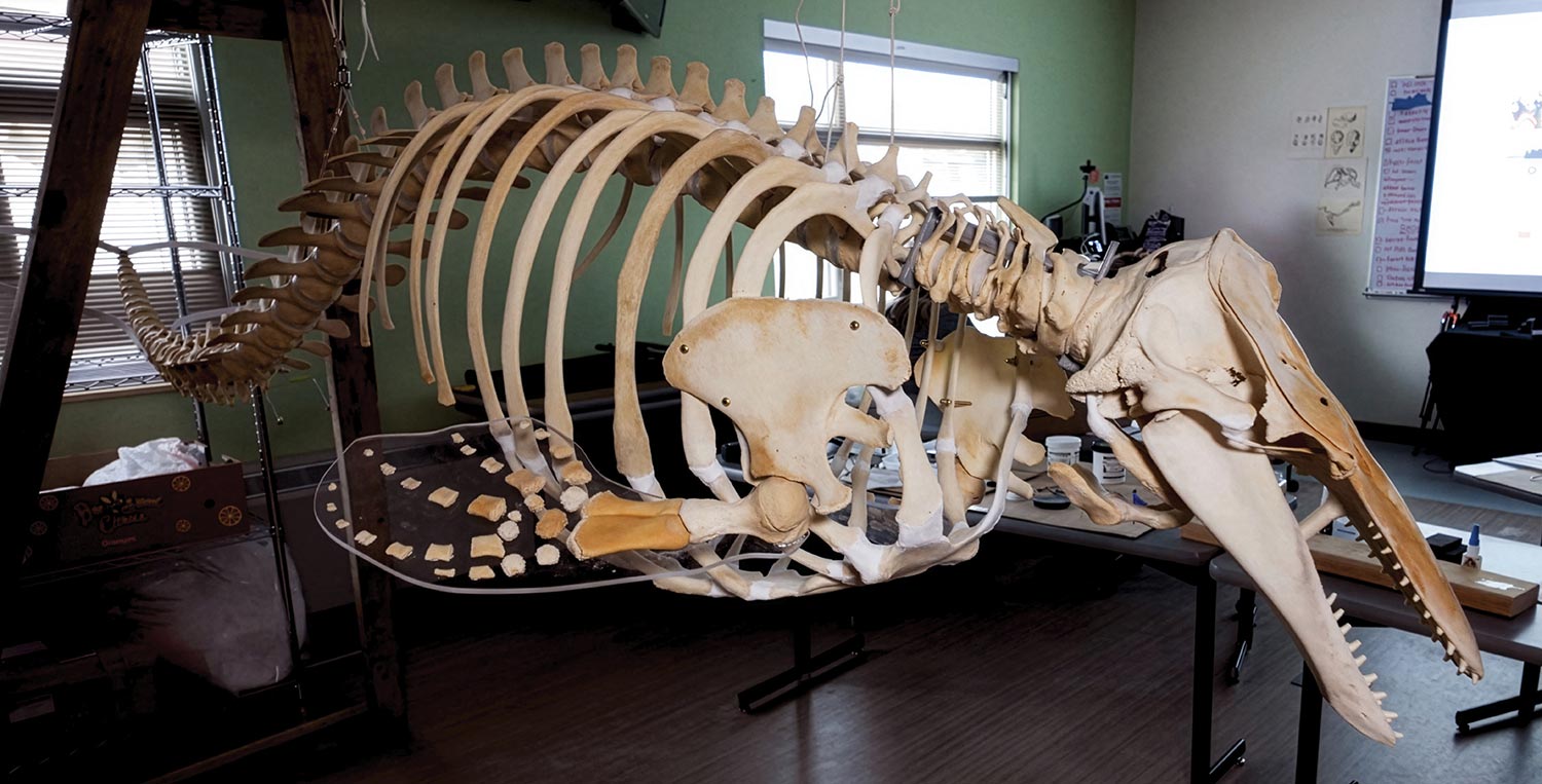 The articulated beluga whale skeleton to be exhibited at the new Matson Ocean Education Center.