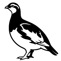Black illustration of a bird, likely representing wildlife hazards in aviation.